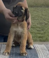 Illusion, a female Afghan Hound for sale in Schulenburg, TX – 4 of 6