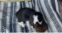 Mabel, a female Basset Hound for sale in Schulenburg, TX – 6 of 6
