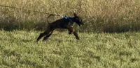 Light Blue Collar aka Lois, a female Afghan Hound for sale in Schulenburg, TX – 9 of 10