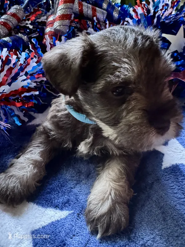 Rosa’s puppy number three – Miniature Schnauzer puppy for sale in Hickory, NC