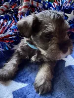 Rosa’s puppy number three, a male Miniature Schnauzer for sale in Hickory, NC – 1 of 1
