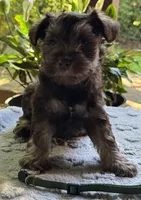 Xena‘s Puppy Dark Green Collar , a male Miniature Schnauzer for sale in Hickory, NC – 4 of 4