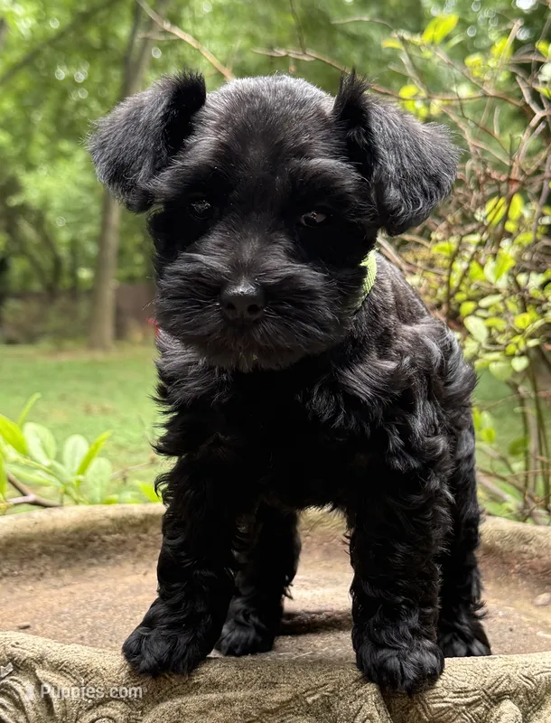 Xena’s puppy neon green – Miniature Schnauzer puppy for sale in Hickory, NC