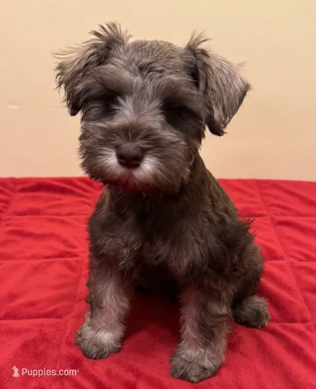 Mr Hunter Green  – Miniature Schnauzer puppy on hold in Hickory, NC