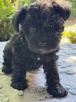 Xena’s s puppy orange collar, a male Miniature Schnauzer for sale in Hickory, NC – 5 of 5