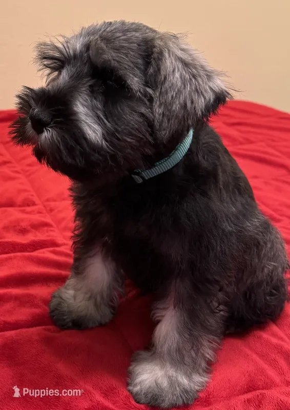 Mr Teal  – Miniature Schnauzer puppy for sale in Hickory, NC