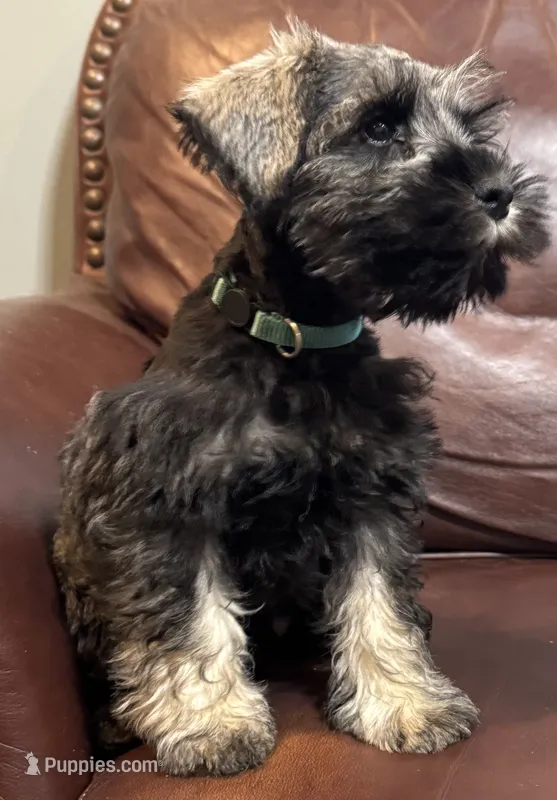 Mr Teal  – Miniature Schnauzer puppy for sale in Hickory, NC