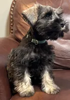 Mr Teal , a male Miniature Schnauzer for sale in Hickory, NC – 1 of 3