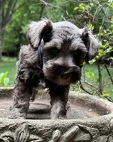 Xena pup Black collar , a male Miniature Schnauzer for sale in Hickory, NC – 2 of 5