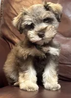 Mr. Rowdy Red, a male Miniature Schnauzer for sale in Hickory, NC – 4 of 4