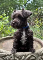 Rosa’s puppy royal blue, a male Miniature Schnauzer for sale in Hickory, NC – 3 of 5
