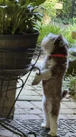 Willow , a female Miniature Schnauzer for sale in Hickory, NC – 6 of 8