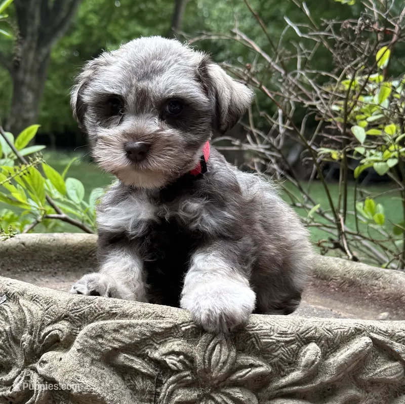 Rosa,s puppy light pink collar – Miniature Schnauzer puppy for sale in Hickory, NC