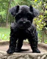 Xena’s puppy neon green, a female Miniature Schnauzer for sale in Hickory, NC – 3 of 5