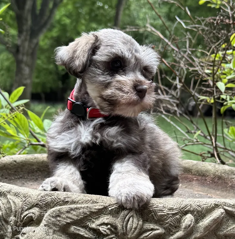 Willow’s puppy Red collar  – Miniature Schnauzer puppy for sale in Hickory, NC