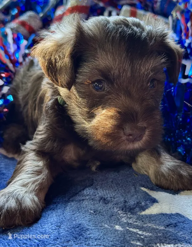 Xena‘s Puppy number two – Miniature Schnauzer puppy for sale in Hickory, NC