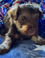Xena‘s Puppy number two, a male Miniature Schnauzer for sale in Hickory, NC – 1 of 1