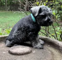 Xena’s Puppy Teal collar , a male Miniature Schnauzer for sale in Hickory, NC – 2 of 5