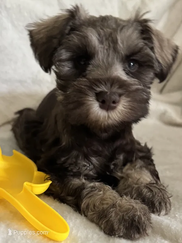 Xena‘s Puppy Dark Green Collar  – Miniature Schnauzer puppy for sale in Hickory, NC