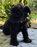 Xena’s s puppy orange collar, a male Miniature Schnauzer for sale in Hickory, NC – 3 of 5