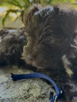Rosa’s puppy royal blue, a male Miniature Schnauzer for sale in Hickory, NC – 4 of 5