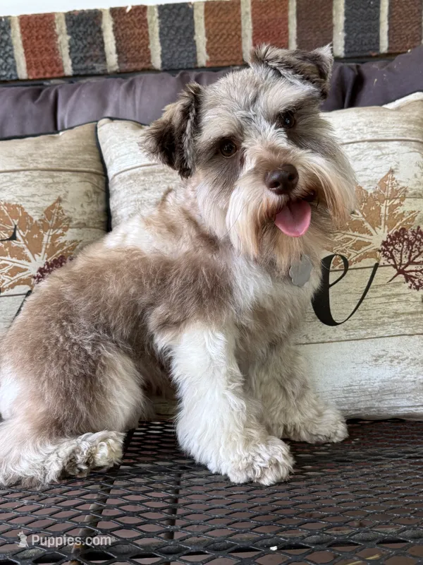 Willow  – Miniature Schnauzer puppy on hold in Hickory, NC