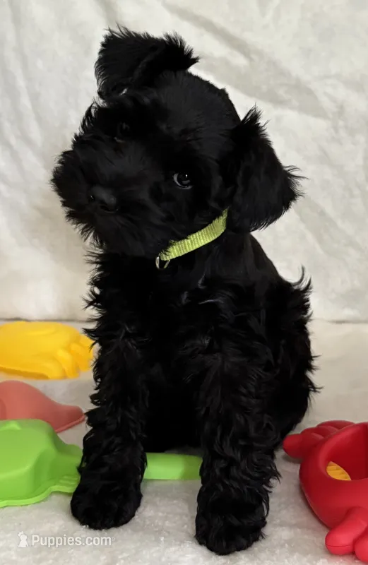 Xena’s puppy neon green – Miniature Schnauzer puppy for sale in Hickory, NC