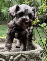 Xena pup Black collar , a male Miniature Schnauzer for sale in Hickory, NC – 3 of 5