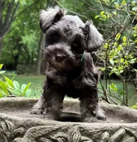 Xena‘s Puppy Dark Green Collar , a male Miniature Schnauzer for sale in Hickory, NC – 3 of 4