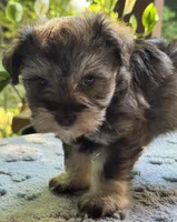 Willow’s puppy Red collar , a male Miniature Schnauzer for sale in Hickory, NC – 4 of 4