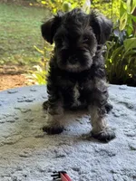 Rosa,s puppy light pink collar, a female Miniature Schnauzer for sale in Hickory, NC – 4 of 5