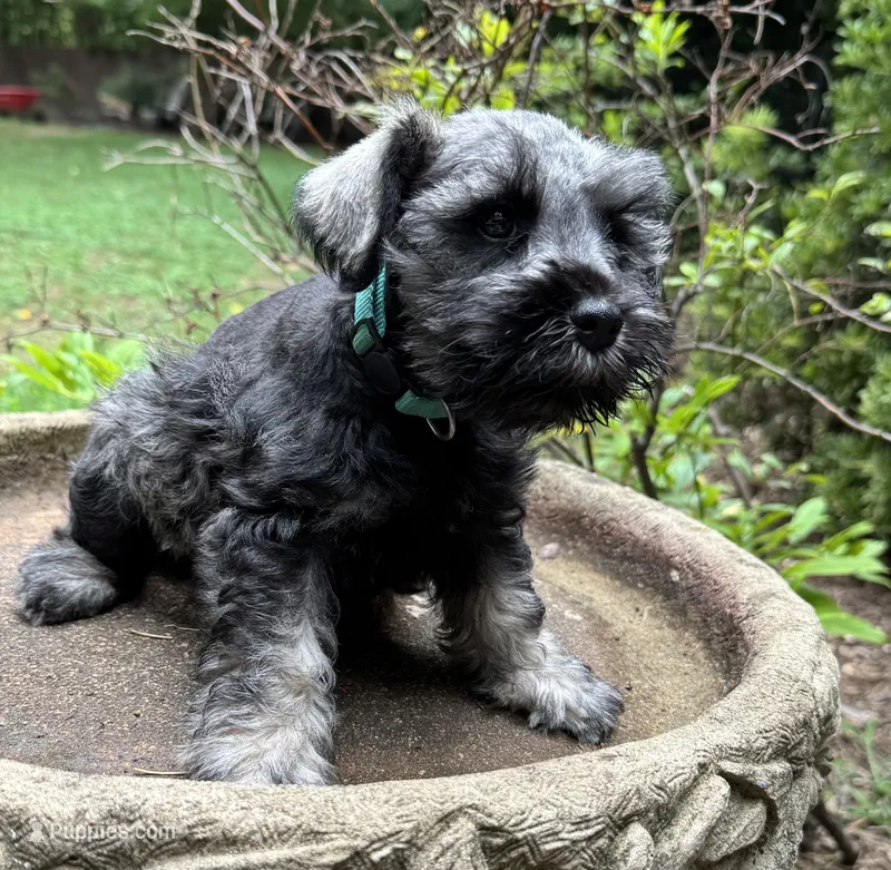Xena’s Puppy Teal collar  – Miniature Schnauzer puppy for sale in Hickory, NC