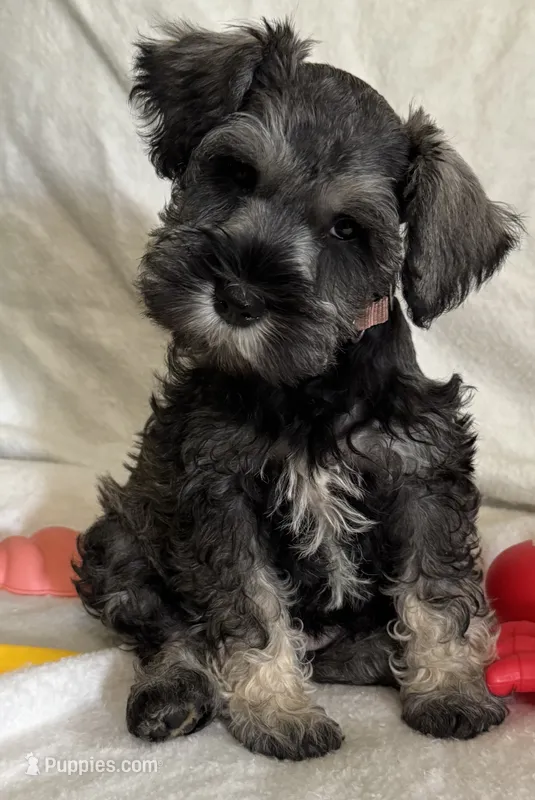 Rosa,s puppy light pink collar – Miniature Schnauzer puppy for sale in Hickory, NC