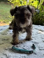Rosa’s puppy light blue collar, a male Miniature Schnauzer for sale in Hickory, NC – 4 of 5