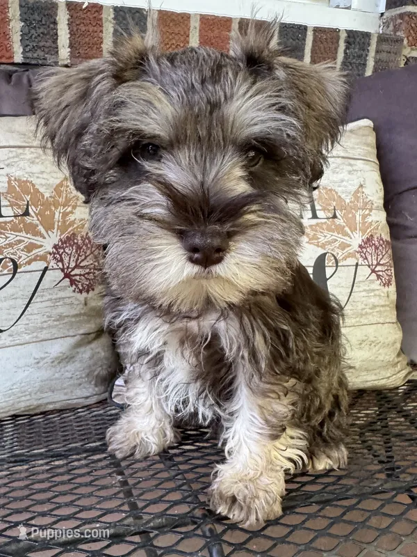 Mr. Light Blue – Miniature Schnauzer puppy for sale in Hickory, NC