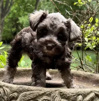 Xena‘s Puppy Dark Green Collar , a male Miniature Schnauzer for sale in Hickory, NC – 2 of 4