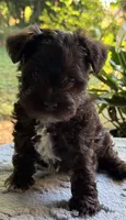 Rosa’s puppy Brown collar , a male Miniature Schnauzer for sale in Hickory, NC – 5 of 5