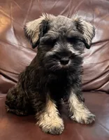 Mr Teal , a male Miniature Schnauzer for sale in Hickory, NC – 2 of 3