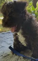 Rosa’s puppy royal blue, a male Miniature Schnauzer for sale in Hickory, NC – 2 of 5