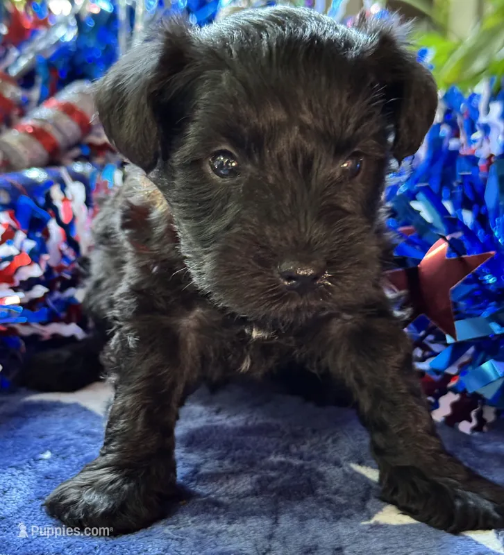 Xena’s s puppy number four – Miniature Schnauzer puppy for sale in Hickory, NC