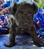 Xena’s s puppy number four, a male Miniature Schnauzer for sale in Hickory, NC – 1 of 1