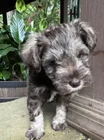 Xena pup Black collar , a male Miniature Schnauzer for sale in Hickory, NC – 4 of 5