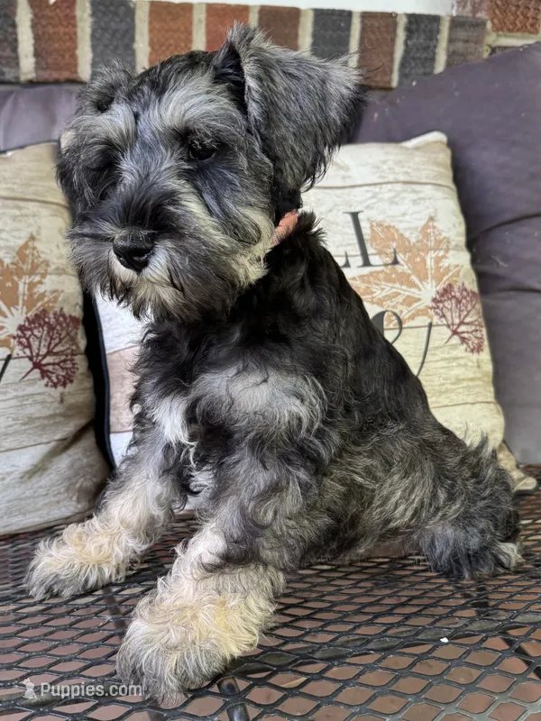 Miss Perky Pink – Miniature Schnauzer puppy for sale in Hickory, NC