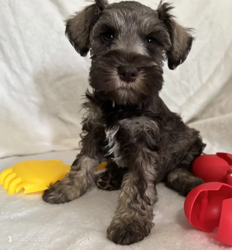 Xena pup Black collar  – Miniature Schnauzer puppy for sale in Hickory, NC
