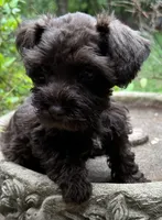 Rosa’s puppy Brown collar , a male Miniature Schnauzer for sale in Hickory, NC – 2 of 5