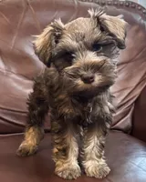Mr Hunter Green , a male Miniature Schnauzer for sale in Hickory, NC – 2 of 3