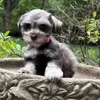 Willow’s puppy Red collar , a male Miniature Schnauzer for sale in Hickory, NC – 2 of 4