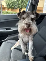 Willow , a female Miniature Schnauzer for sale in Hickory, NC – 8 of 8