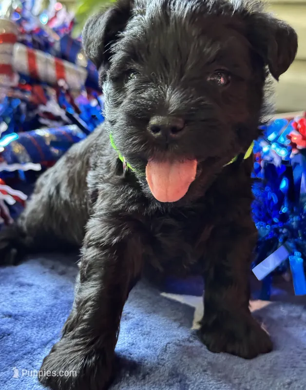 Xena’s puppy number five – Miniature Schnauzer puppy for sale in Hickory, NC