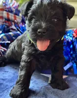 Xena’s puppy number five, a female Miniature Schnauzer for sale in Hickory, NC – 1 of 1